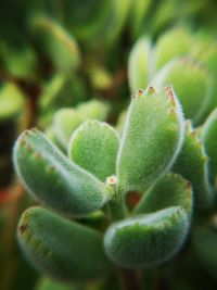 Close-up of succulent plant