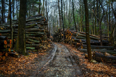 Road passing through forest