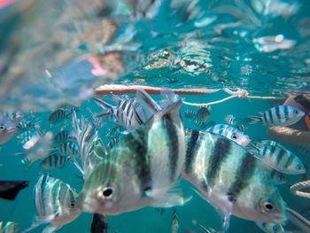 Close-up of fish swimming in sea