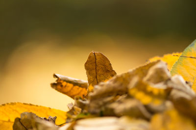 Close-up of leaves on twig