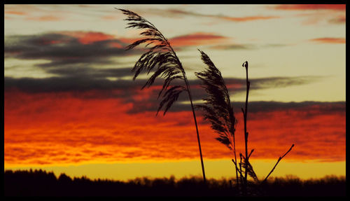 Silhouette of landscape at sunset