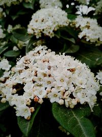 Close-up of white flowers