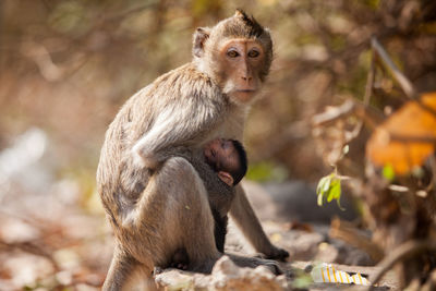 Monkey sitting outdoors