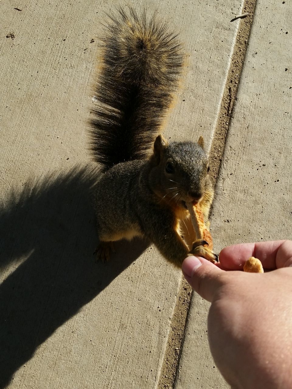 one animal, animal themes, person, part of, lifestyles, low section, domestic animals, street, holding, cropped, pets, mammal, unrecognizable person, sunlight, men, leisure activity