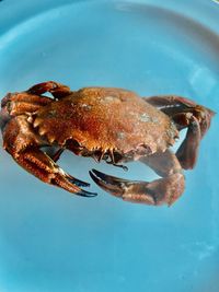 High angle view of crab in plate