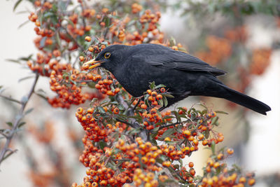 Male european blackbird eating firethorn berries