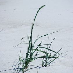 Close-up of grass on field during winter