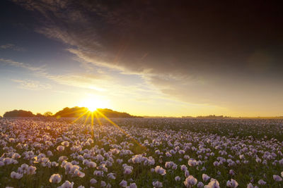 Flowers growing in field against sky during sunset