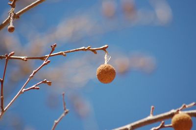 Low angle view of berries growing on tree against sky