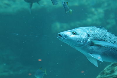 Fish swimming in sea