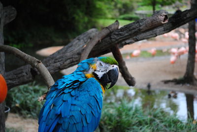 Bird perching on a branch