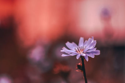 Close-up of purple flowering plant