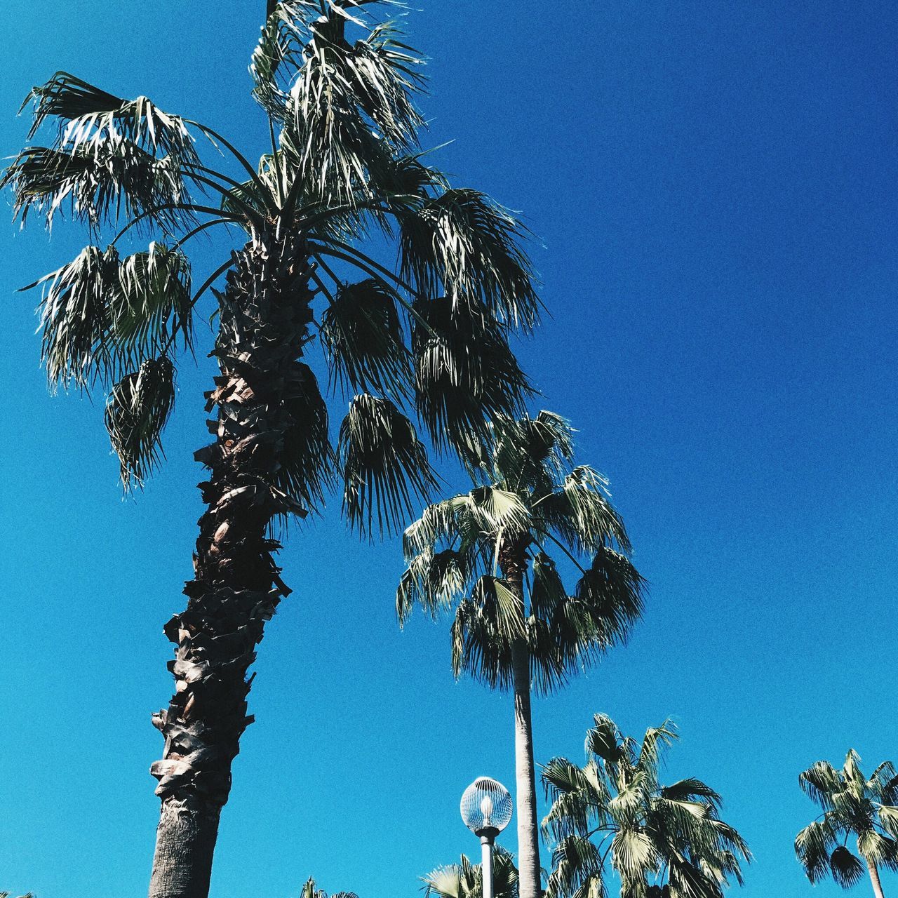 palm tree, low angle view, blue, clear sky, tree, growth, day, tree trunk, no people, outdoors, nature, sky, beauty in nature, branch