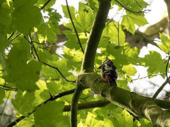 Low angle view of bird perching on tree