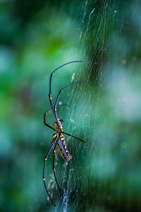 Close-up of spider on web