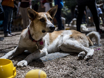Close-up of dog sitting outdoors