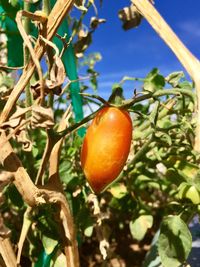 Close-up of fruit growing on plant against blue sky