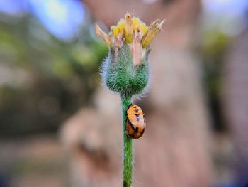 Close-up of honey bee on flower