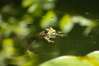 Close-up of frog swimming in sea