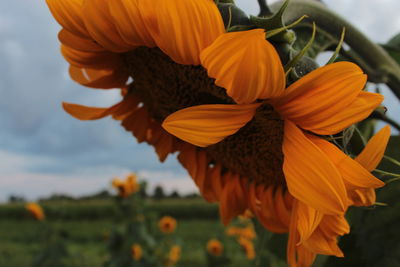 Close-up of orange sunflower