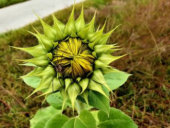 Close-up of yellow flowering plant on field
