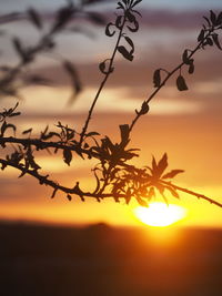 Close-up of silhouette plants against sky during sunset