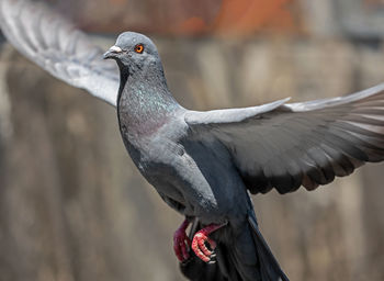 Close-up of pigeon perching