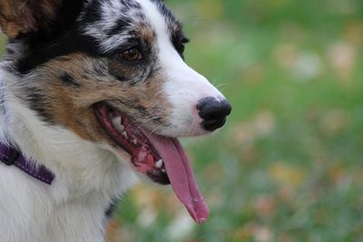 Portrait of corgi dog