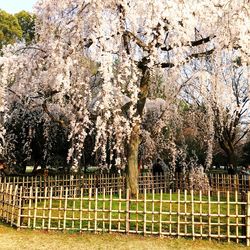 View of cherry trees on field