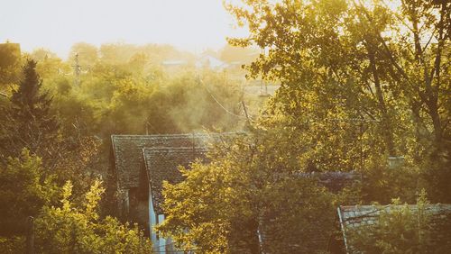 Scenic view of trees during autumn