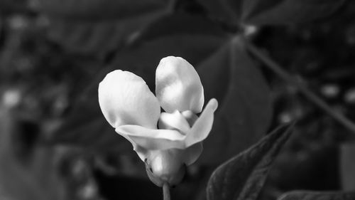 Close-up of white flowering plant