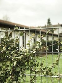 Close-up view of greenhouse