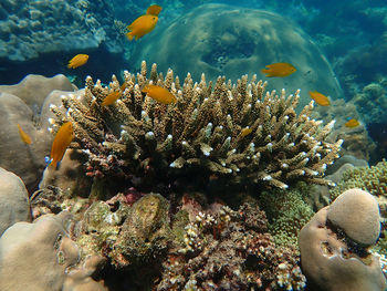 View of fish in sea