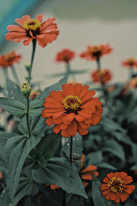 Close-up of orange flowering plants