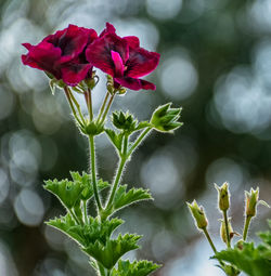 Close-up of red flowering plant