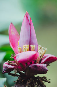 Close-up of pink lotus water lily