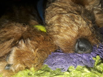 Close-up of dog lying down