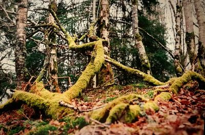 Close-up of tree trunk in forest