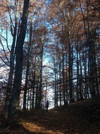 Trees in forest