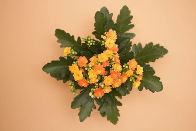 Close-up of plant against yellow background