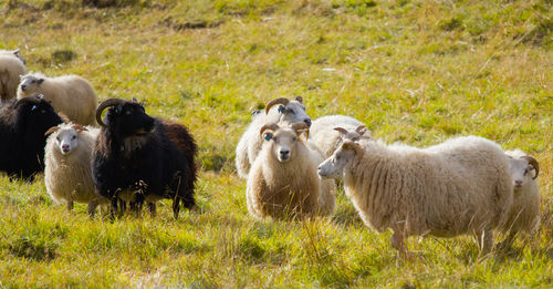 Sheep grazing on field