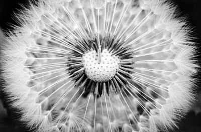 Close-up of dandelion on plant