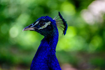 Close-up of a peacock