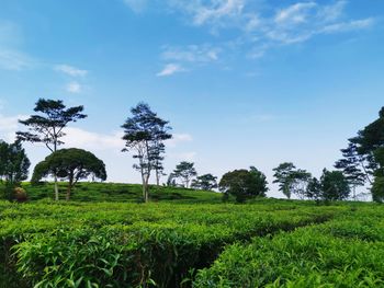 Trees on field against sky