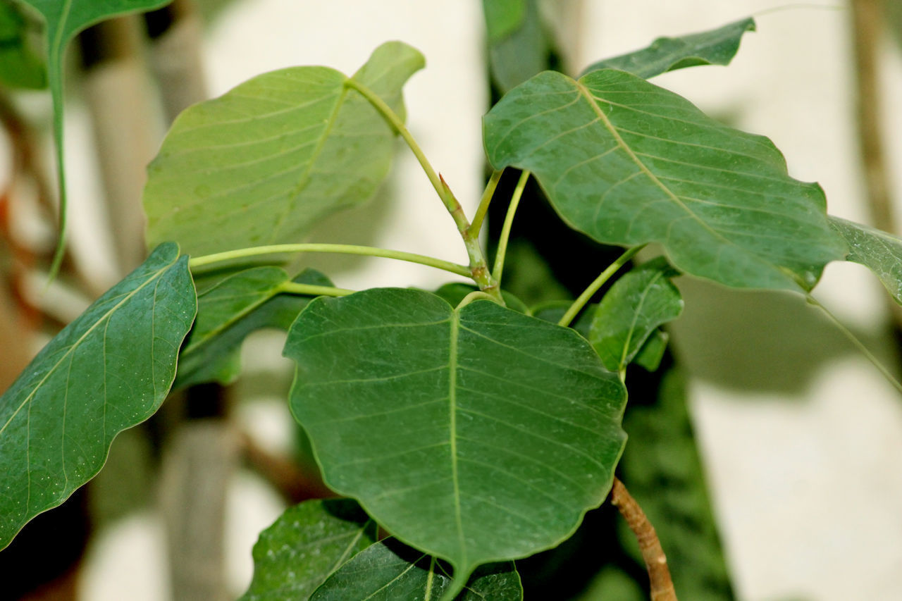 HIGH ANGLE VIEW OF LEAVES