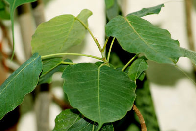 Close-up of fresh green leaves