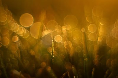 Close-up of plant during sunset