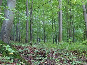 View of trees in forest