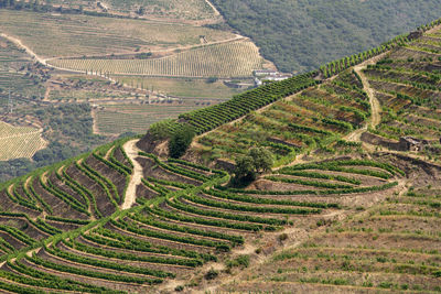 High angle view of agricultural field