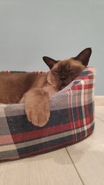 Cat resting on sofa at home